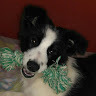 Border Collie Adestramento