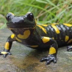 salamander