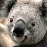 Roger Koala