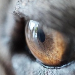 Lucas Aparecido do Carmo