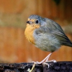 Alessandro Pedro Santi