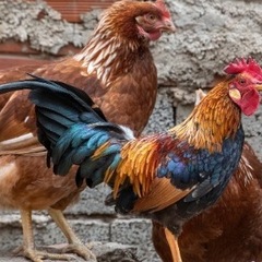 Luciano Santos oliva