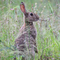 João Vitor Casagrande Dias