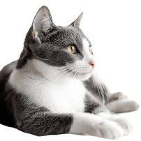 iuri_araujo_oliveira