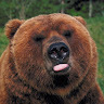 Papai Urso