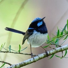 Артем Школенок