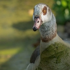 kohaguraleo